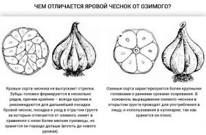 чем отличается яровой чеснок от озимого