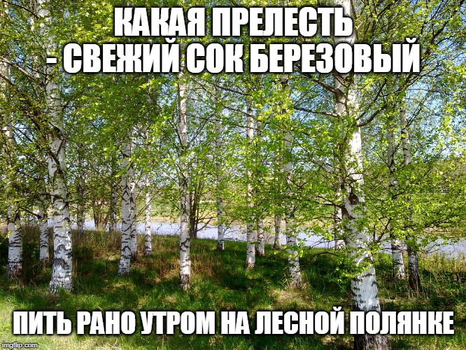 Березы на берегу реки