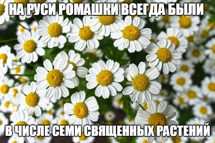 Белые ромашки