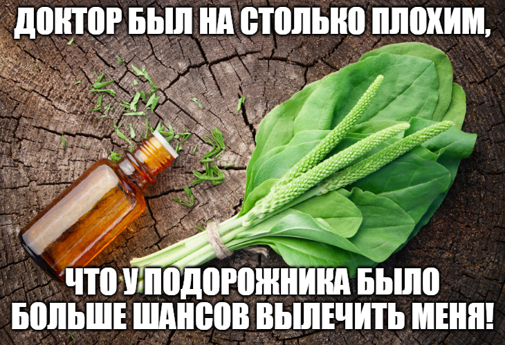 Лечебные свойства подорожника